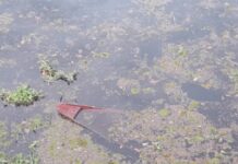 Populares encontram c0rp0 boiando no Rio Miriti em Manacapuru