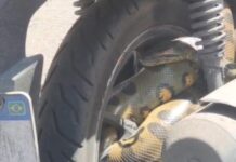 Vídeo: Cobra é flagrado enrolada em pneu de moto e assusta moradores no bairro de São Jorge em Manaus