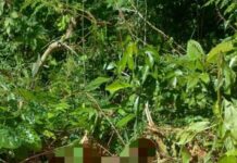 Homem é encontrado morto no ramal Santo Antônio, em Iranduba