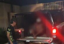 Homem é preso em flagrante por homicídio qualificado por motivo fútil em Careiro