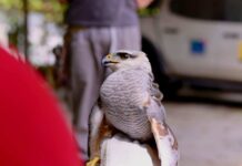 Gavião-pedrês e filhotes de aracuã são resgatados em Manaus pelo Ipaam