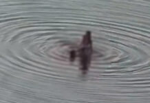 VÍDEO: Casal é flagrado fazendo saliência na Ponta Negra