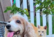 Prefeitura de Parintins inicia mutirão de castração animal no município