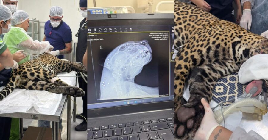 onca-pintada-resgatada-amazonas