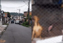 Polícia é acionada para resgatar chachorros abandonados que tiveram que comer um cão pra sobreviver em Manaus