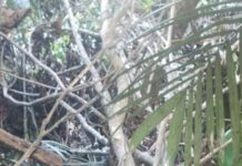 C0rp0 com sinais de tortura é encontrado em mata no Ramal do DB no Tarumã