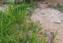 C0rp0 é encontrado em balneário no Puraquequara