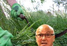 Coronel Menezes, a erva daninha da política amazonense que insiste em sobreviver