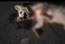 Cadela é encontrada ferida com chave de fenda em seu corpo no Santo Antônio