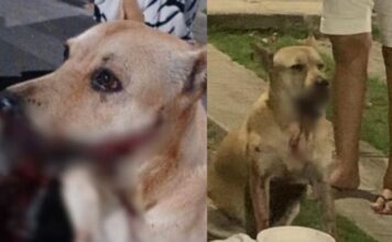 Após explosão de catolé, cadela perde parte da boca em Manaus