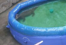 Bombeiros retiram jacaré em piscina de plástico em casa na zona Leste de Manaus