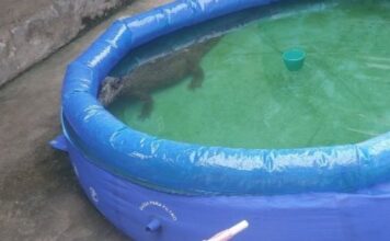 Bombeiros retiram jacaré em piscina de plástico em casa na zona Leste de Manaus