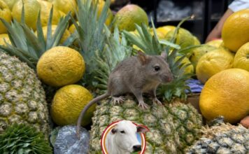 Rato morto é encontrado sobre frutas no supermercado Baratão da Carne, em Manaus