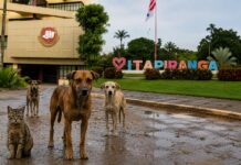MP-AM apura ações públicas voltadas ao cuidado de animais comunitários em Itapiranga