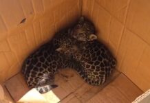 Dois filhotes de onça são resgatados em área de mata no interior do Amazonas