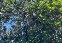VÍDEO: Homem sobre em abacateiro e acaba morr3nd0 com descarga elétrica no bairro Tancredo Neves