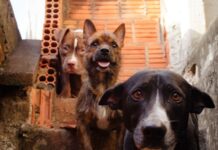 Em Eirunepé, MP fiscaliza políticas públicas voltadas à proteção e bem-estar animal