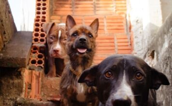 Em Eirunepé, MP fiscaliza políticas públicas voltadas à proteção e bem-estar animal