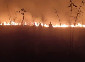 Fogo consome região de mata e assusta moradores em comunidades rurais de Caapiranga