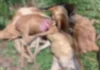 Onze ovelhas e cabras do Ifam, m0rr3m durante ataque de onça em de São Gabriel
