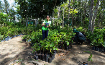 Prefeitura de Manaus celebra Dia da Árvore com recordes de arborização e doação de mudas