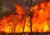 Em Juruá, MP aciona Justiça por aquisição de equipamentos de combate a incêndios pelo município