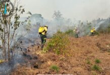Governo Federal mobiliza Ibama e aeronaves no combate às queimadas no Amazonas