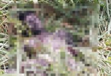 Em estágio de decomposição, c0rp0 de adolescente é encontrado em ramal na AM-010