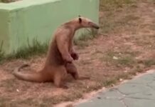 VÍDEO: Tamanduá-mirim é visto com as patas feridas pelo fogo na rodoviária do Rio Preto da Eva